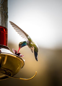 Close-up of bird feeder