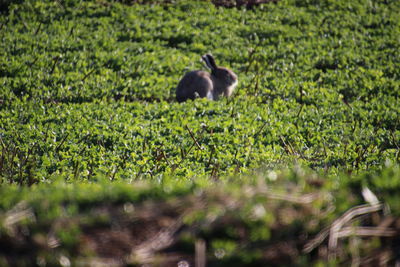 View of a cat on field