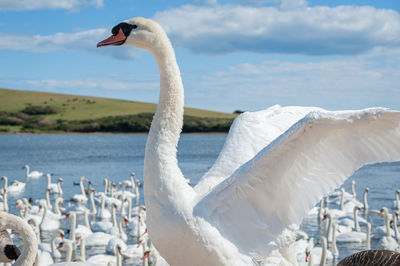 Swans on sea shore
