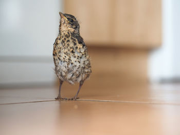 Close-up of bird perching on floor