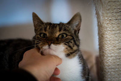 Cat on hand