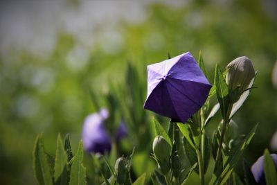 Close-up of purple flower