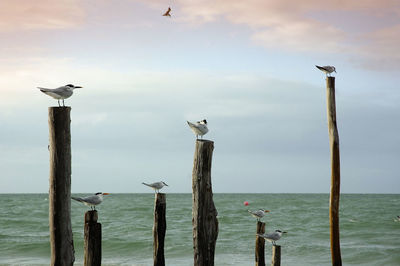 Seagulls perching on wooden post by sea against sky