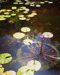 High angle view of lotus water lily in pond