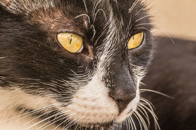 Close-up portrait of a cat