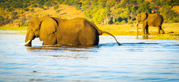 Elephants in lake