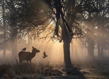 Horses in a field