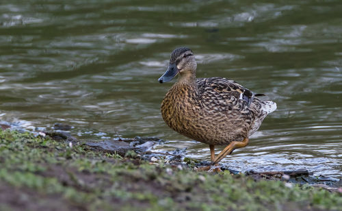 Close-up of a duck by the water