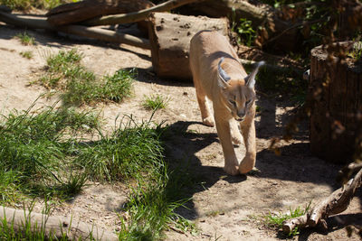 View of a cat on field