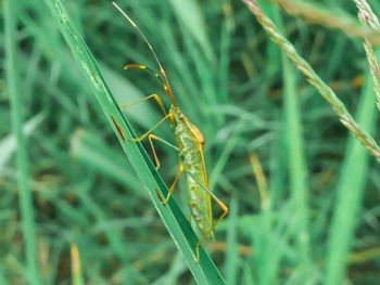 Close-up of insect on grass