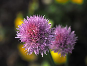 Close-up of pink thistle flower