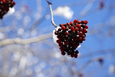 Close-up of red berries on plant