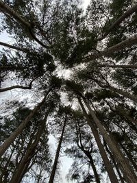 Low angle view of trees