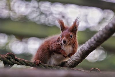 Portrait of squirrel