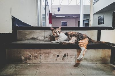 Portrait of cat relaxing on tiled floor