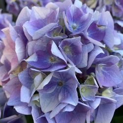 Close-up of fresh purple hydrangeas