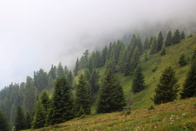 Pine trees in forest against sky