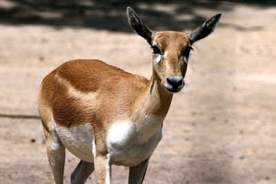 Portrait of deer