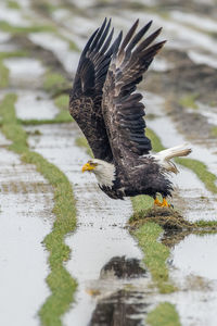 Eagle flying over wet field 