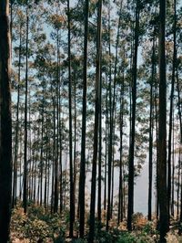 Pine trees in forest