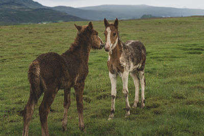 Horses standing in a field