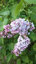 Close-up of pink flowers blooming outdoors