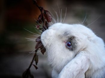 Close-up of a white cat