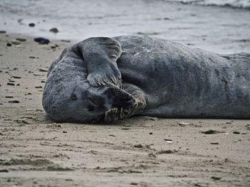 Animal sleeping on beach