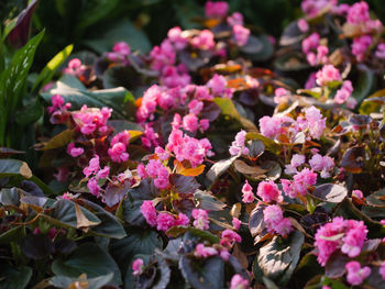 Close-up of pink flowering plants