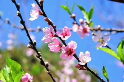 Close-up of pink peach blossoms in spring