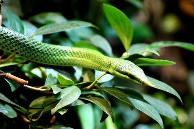 Close-up of a lsnake on plant