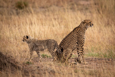 Cheetah on field in zoo