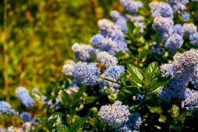 Close-up of purple flowering plants