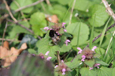 Close-up of insect on purple flowering plant