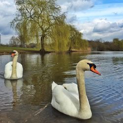 White swan in calm lake