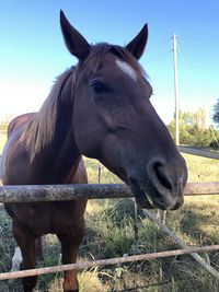 Beautiful horse on a beautiful fall day 