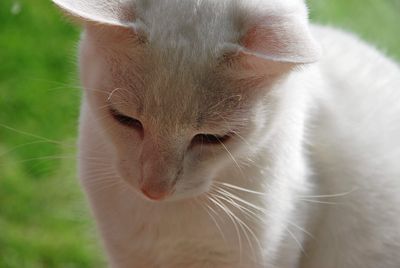 Close-up of cat with eyes closed