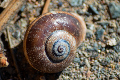 Close-up of a snail on land