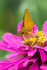 Butterfly on purple flower