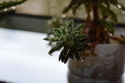 Close-up of plant