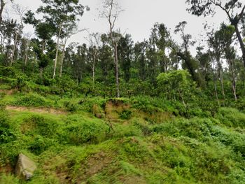 Scenic view of forest