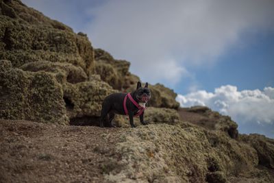 Dog standing on rock against sky