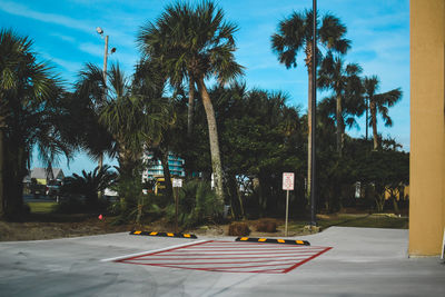 Palm trees on road against sky