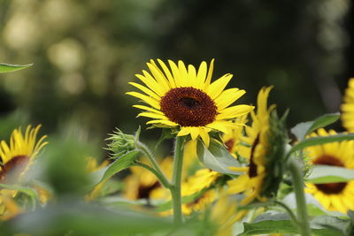 Close-up of yellow flowering plant