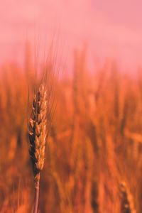 Close-up of wheat growing on field