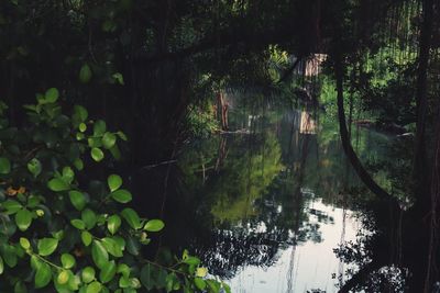 Scenic view of lake in forest