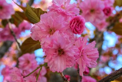 Close-up of pink cherry blossoms