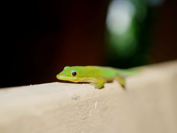 Close-up of green gecko