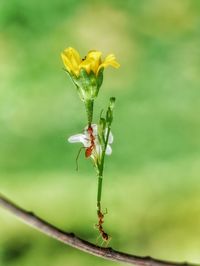 Close-up of insect on plant