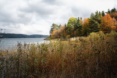 Plants by lake against sky during autumn